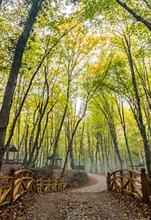 Belgrad Forest in İstanbul