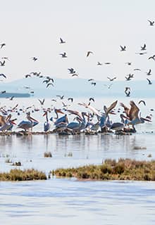 National Park of Bird Paradise
