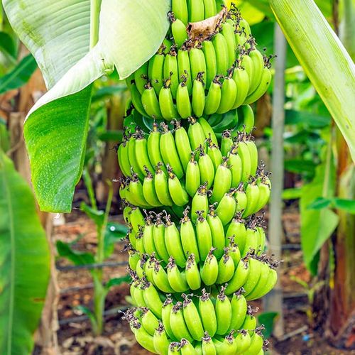 Banane Anamur