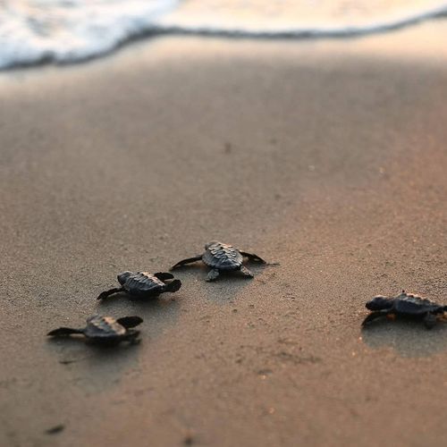 Caretta Caretta