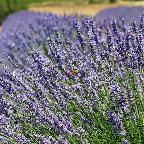 Lavendel Isparta