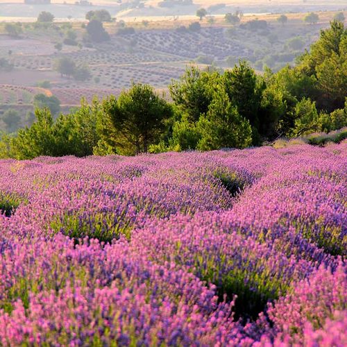 Lavendel Isparta