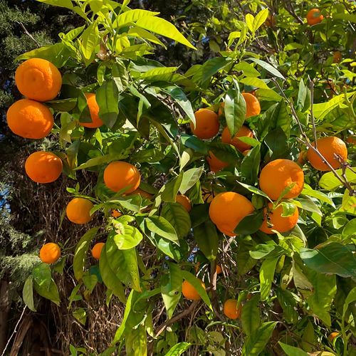 Orangenbaum