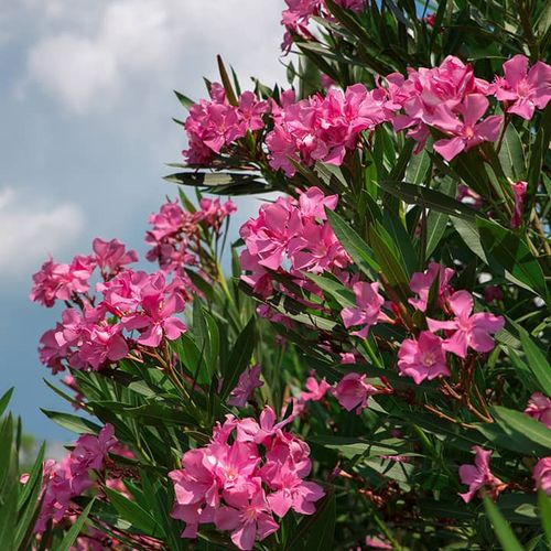 Rosa Oleander