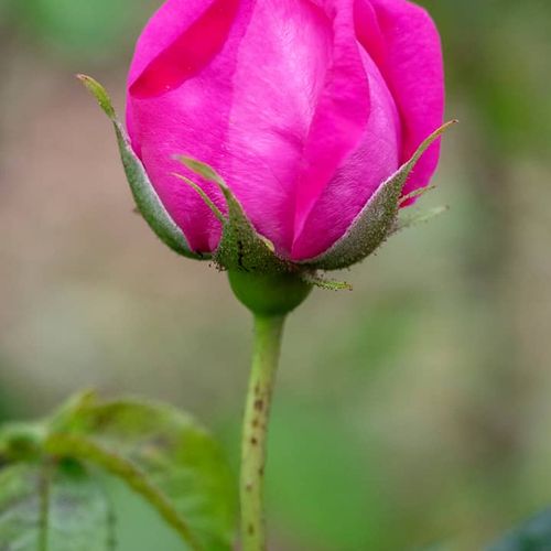 Rosa Rosen Isparta