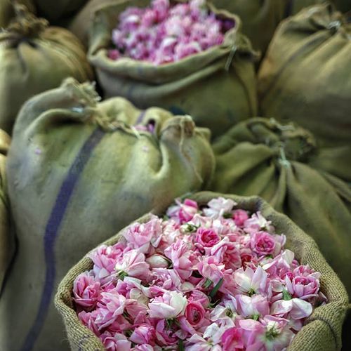Rosa Rosen Isparta