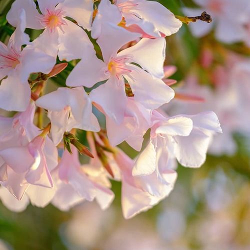 Weißer Oleander