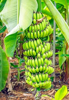 Banana Anamur