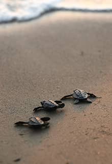Caretta Caretta