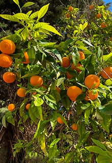 Orange Tree