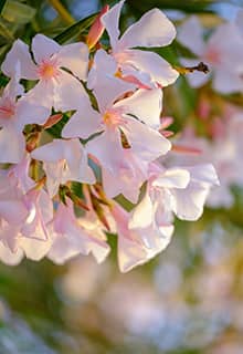 White Oleander Flowers