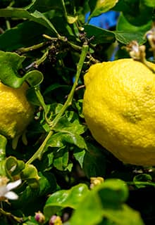 Mersin Citrus Festival and Citrus Groves