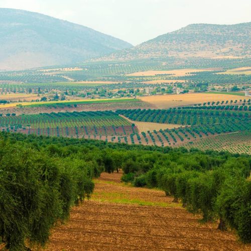 Kilis Olives