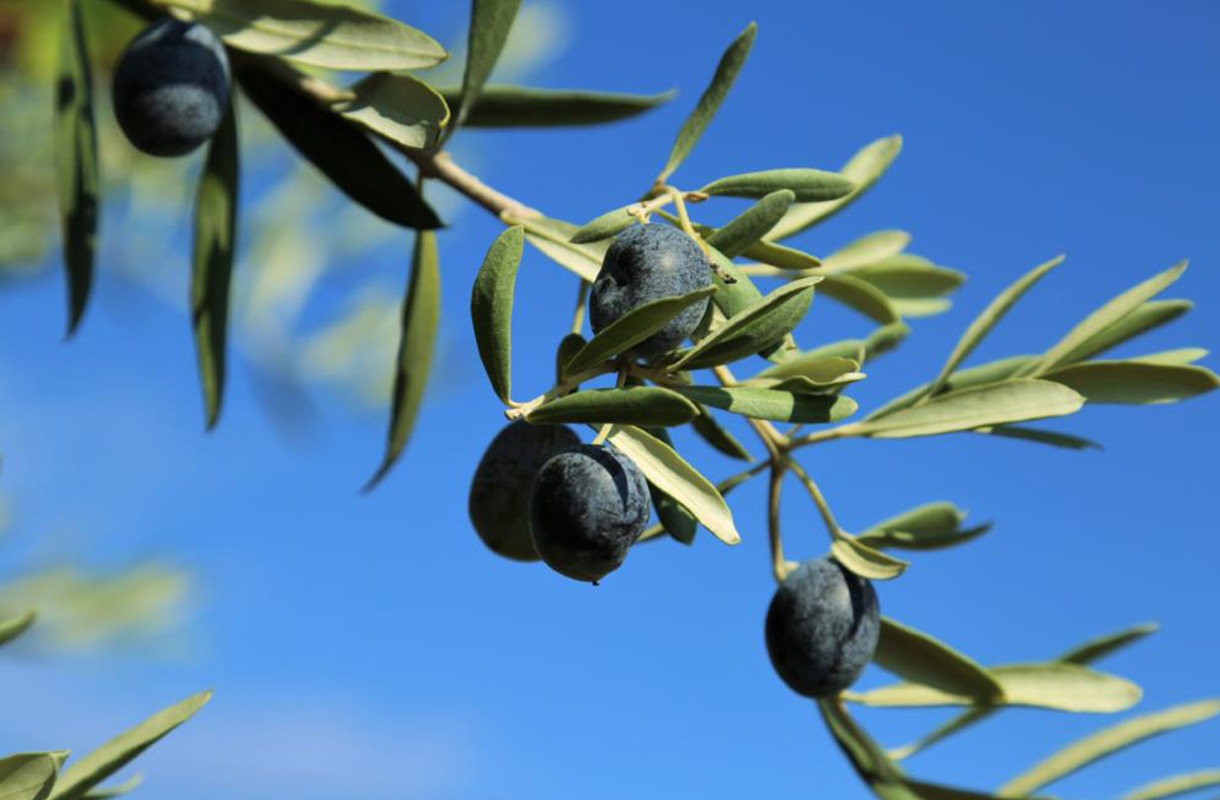 Discovering Milas Through Its Olive Legacy on a 3-Day Route box