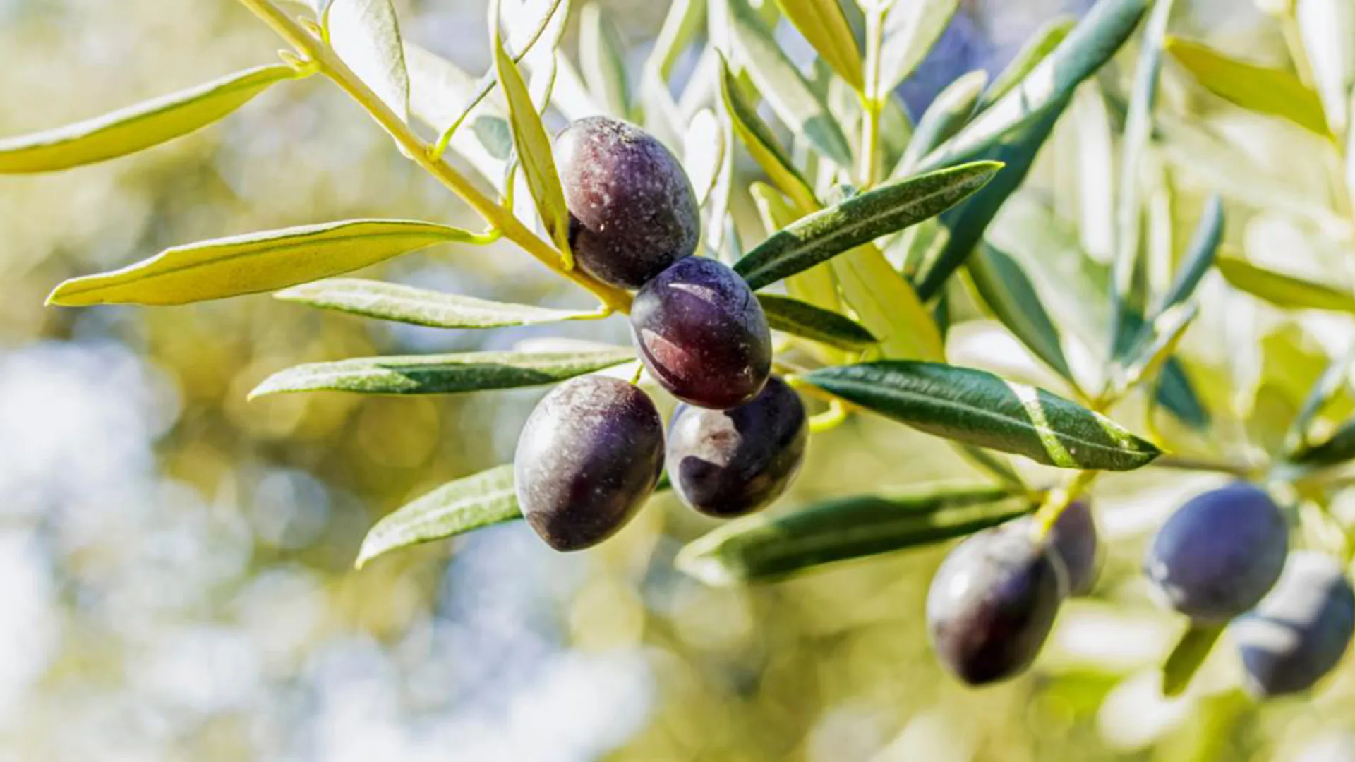 Discovering Milas Through Its Olive Legacy on a 3-Day Route header