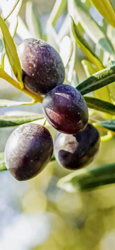 Discovering Milas Through Its Olive Legacy on a 3-Day Route header
