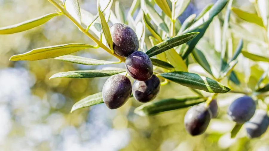 Discovering Milas Through Its Olive Legacy on a 3-Day Route