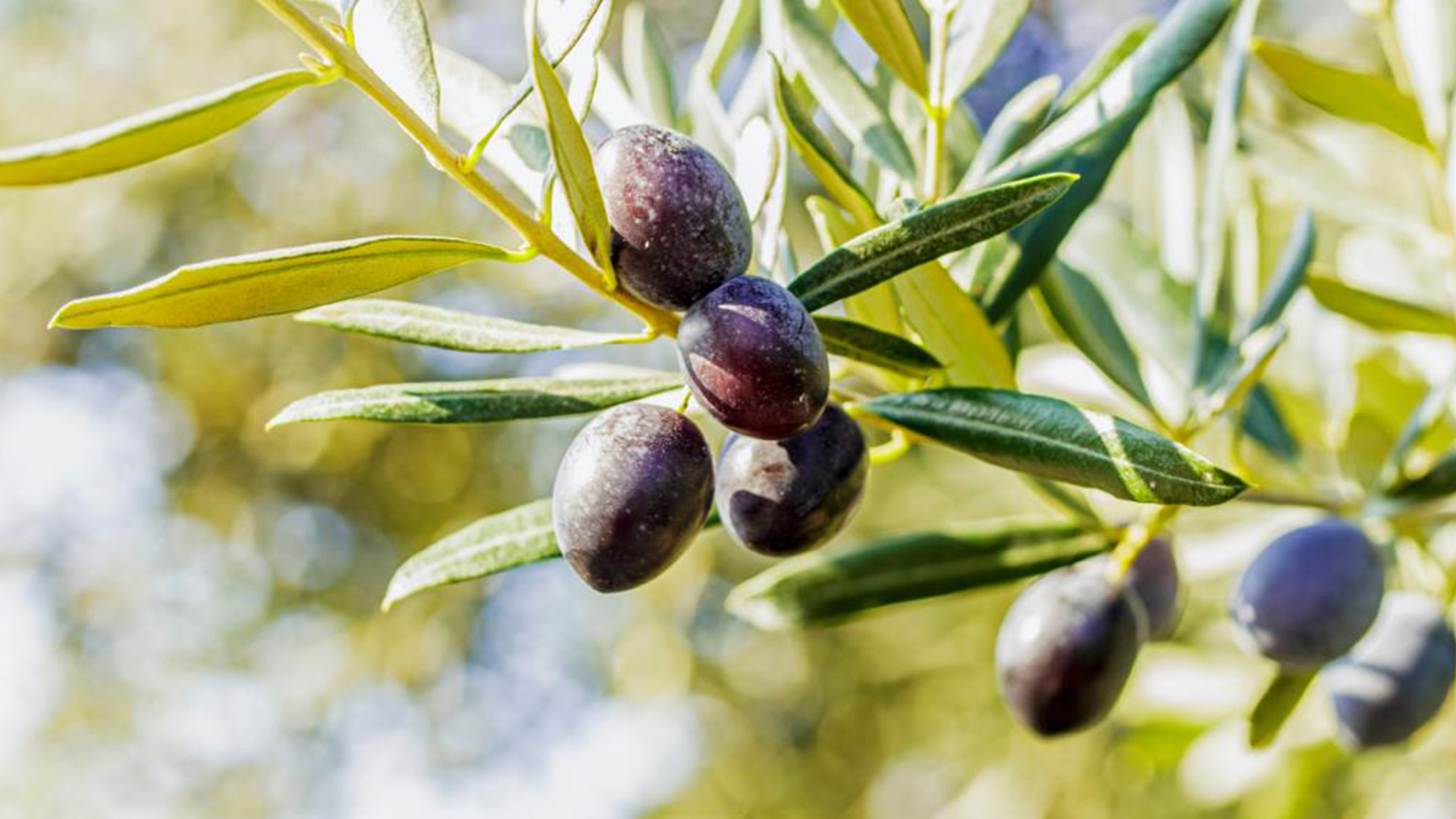 Discovering Milas Through Its Olive Legacy on a 3-Day Route header