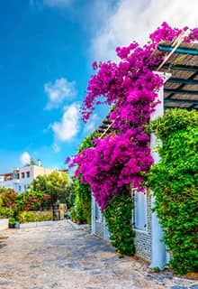 Бугенвілія (Bougainvillea)