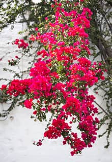 Bougainvillea