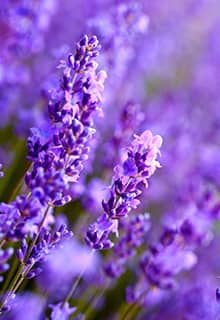 Lavender
