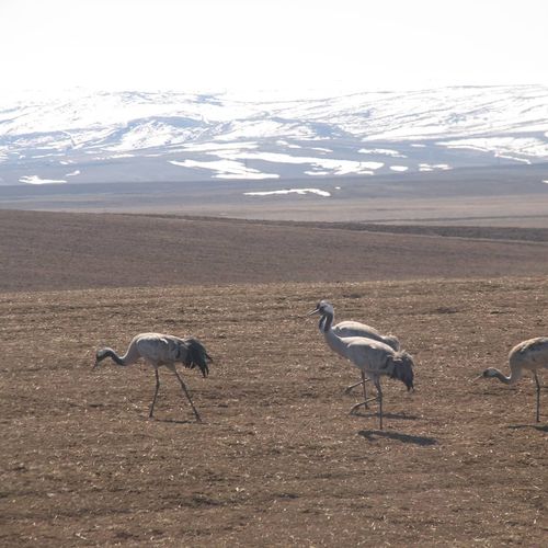 Demoiselle Crane