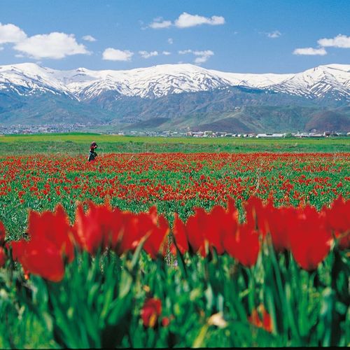 Muş Plain