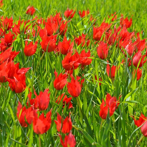 Muş Tulip
