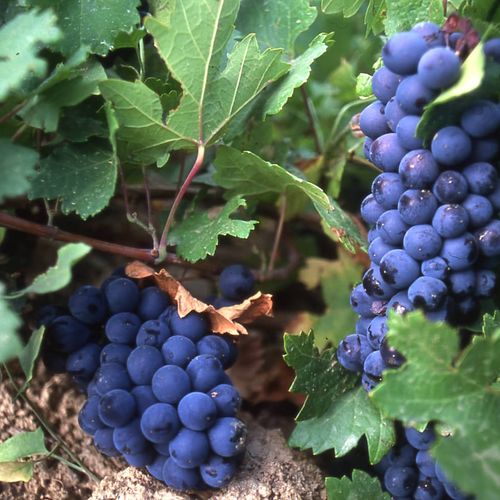 Muş Grape