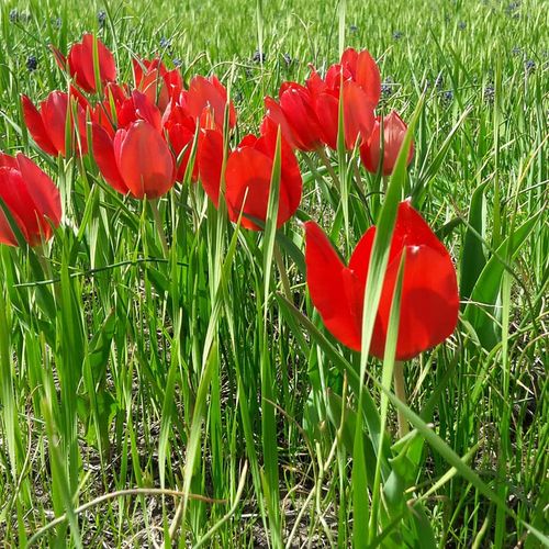 Muş Tulip