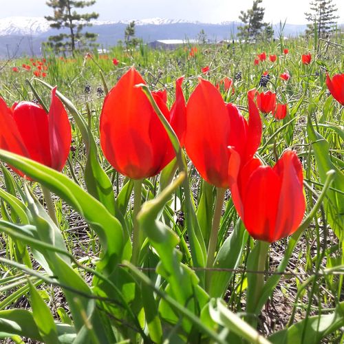 Muş Tulip
