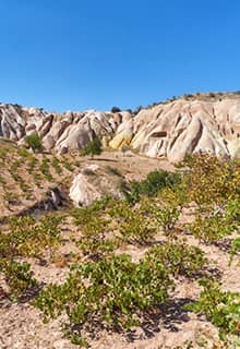 Виноградники в долині Каппадокії  (Cappadocia)