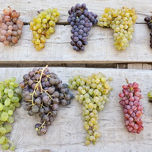 Ten Varieties of Grapes