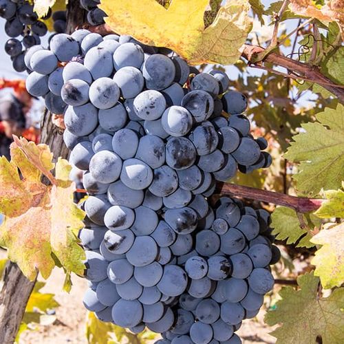 Öküzgözü Grapes