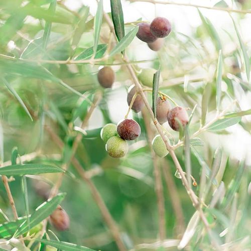 Olives Ayvalık