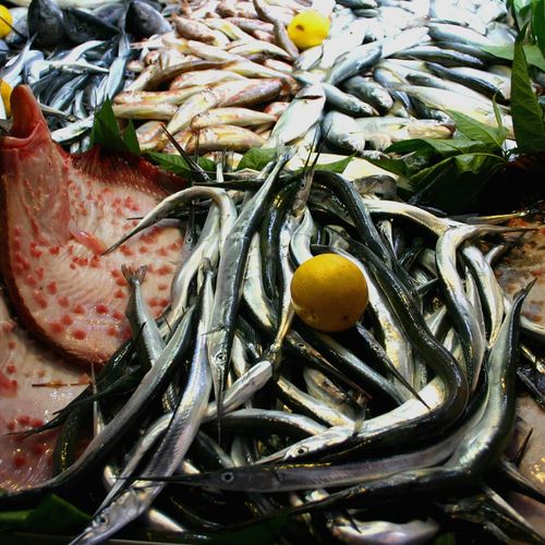 Fishes
