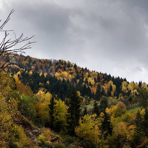 Örümcek Forests