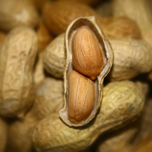 الفول السوداني بعثمانية