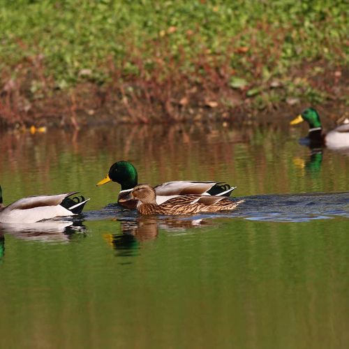Kırmıtlı Bird Sanctuary