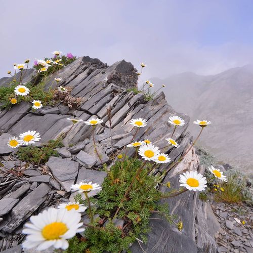 Monte Düziçi Düldül