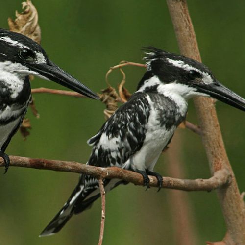 Santuario de aves Kırmıtlı