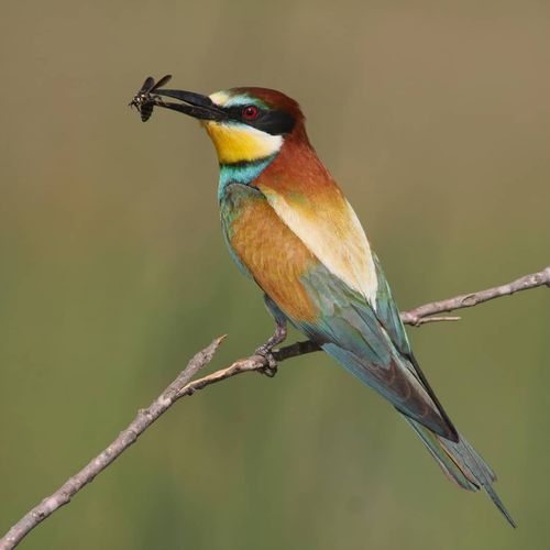 Santuario de aves Kırmıtlı