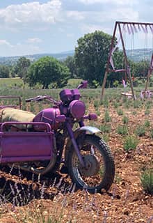 Gözler Lavender Gardens
