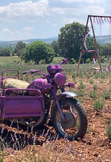 Jardines de lavanda de Gözler