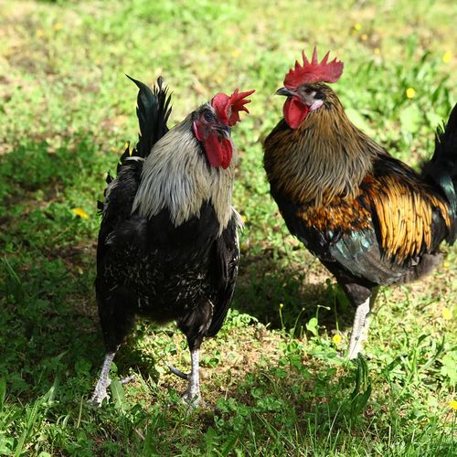 Denizli Rooster