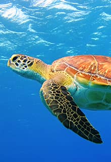 Довгоголова морська черепаха (Caretta Caretta)