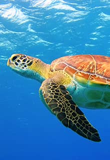 Довгоголова морська черепаха (Caretta Caretta)