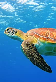 Caretta Caretta