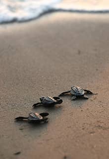Caretta Caretta