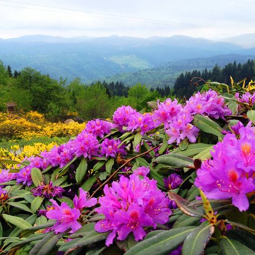 Plateau Flowers